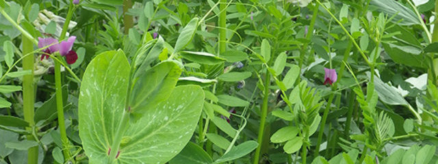 Méteil composé d’avoine noire, blé tendre, féverole, pois fourrager, vesce (30 avril 2015)