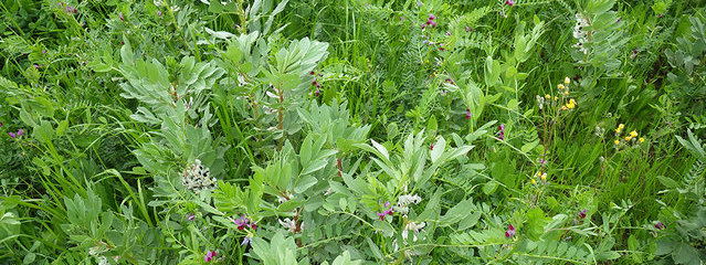 Méteil composé d’avoine noire, blé tendre, féverole, pois fourrager, vesce (30 avril 2015)