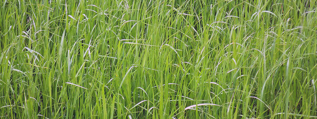 Prairie temporaire de RG (30 avril 2015)