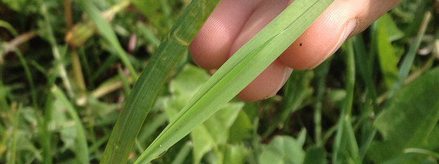  Analyse du stade de l’herbe