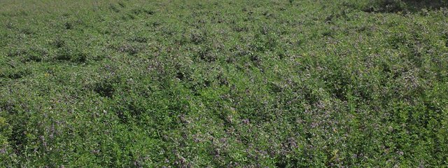 PT de luzerne (juin 2015)