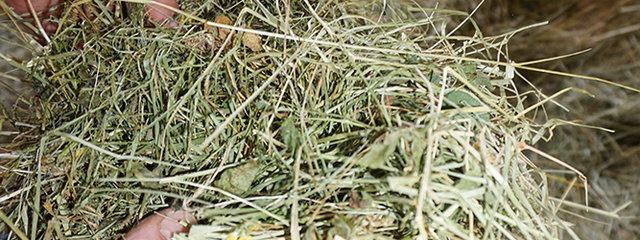 Un foin plus qualitatif grâce à la mise en route du séchoir solaire