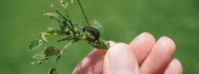 Le négril est géré par la fauche pour ne pas utiliser d'insecticide.