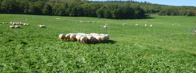 Visualisation des différentes cellules de pâturage