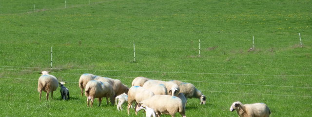 Travail avec le chien de troupeau