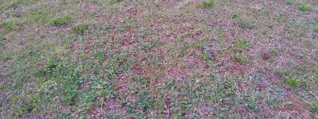 Sur-semis de prairies réalisé en septembre 2015