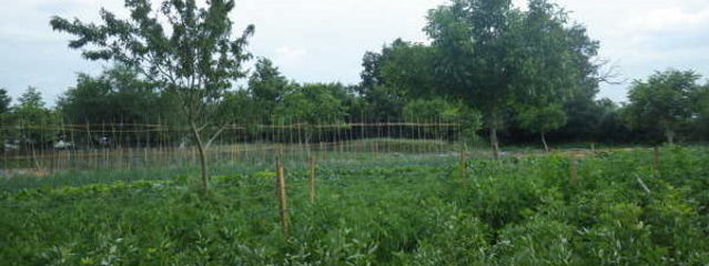 Les arbres côtoient les cultures maraîchères