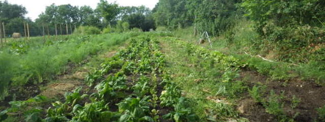 Association culturale épinard – salade