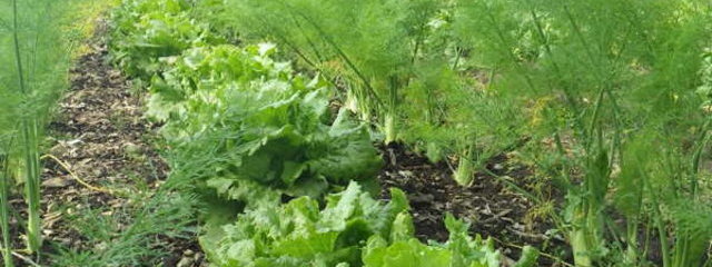 Association culturale salade - fenouil