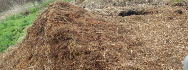 Mulch de bois broyé et artichauts