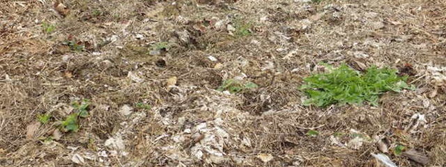 Planche de fraise avec un mulch de bois broyé