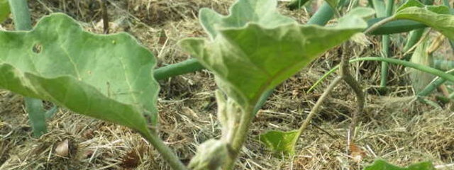 Cultures d’aubergines et d’oignons dans un mulch de gazon