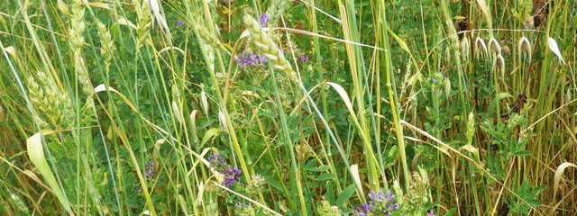 Blé dans la luzerne vivante 