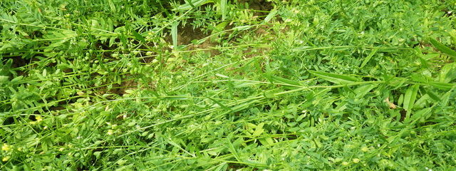 Association lentille cameline (cameline : 1,2 kg /ha ; lentille : 100 kg / ha)