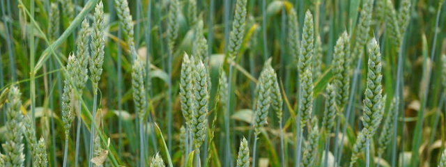 Croisement de population Hardi (semis 29/10)