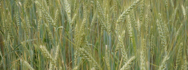 Blé population mélange court