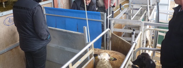 Manipulation des animaux