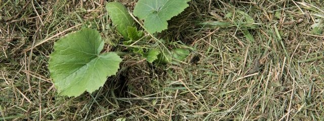 Plant de courge sous mulch (4/05/2016)
