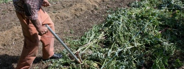 Semis de haricots dans un couvert de féverole (4/05/2016)