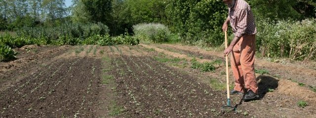 Sarclage (4/05/2016)