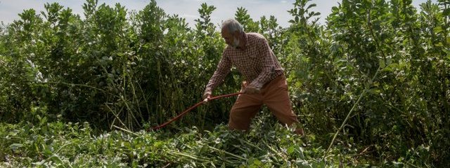 Destruction du couvert de féverole (4/05/2016)