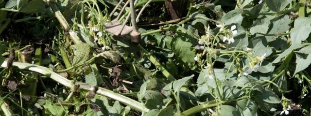 Semis de haricots dans un couvert de féverole (4/05/2016)