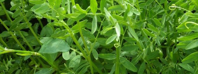 Lentilles au 24-05-2016