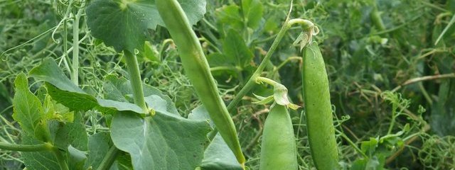 Pois de variété Crakerjack (2016-05-24)