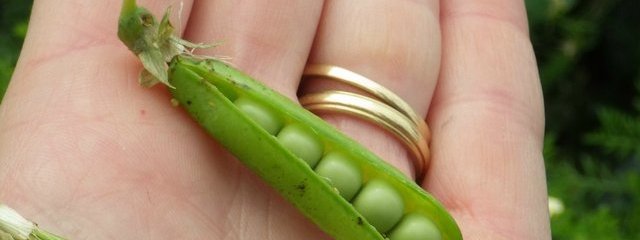 Pois de variété Lucy (2016-05-24)