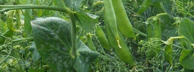 Pois de variété Lucy (2016-05-24)