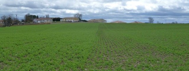 Pois, 2 variétés en test Lucy et Crakerjack (2/03/2016)