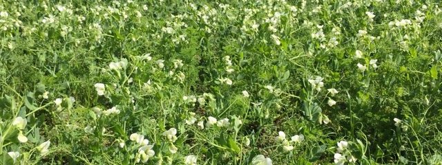 Floraison du pois (26-04-2016)