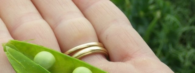 Pois de variété Crakejack (24/05/2016)