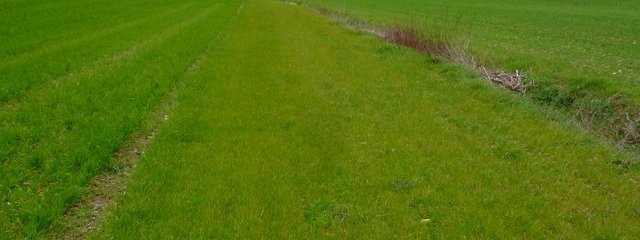 Bande fleurie (2/03/2016)