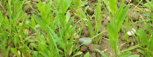 Caméline (24/05/2016)