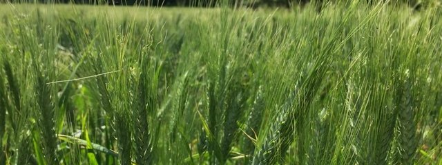 Blés anciens (24/05/2016)