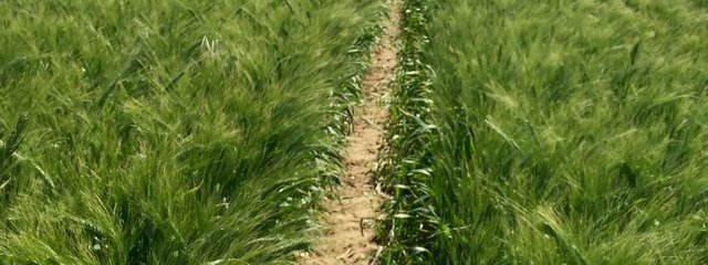 Blés anciens (24/05/2016)