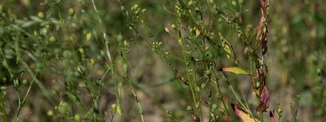 Cameline au 16/06/2016