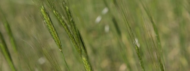 Petit épeautre au 16/06/2016