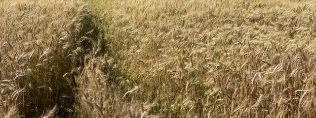 Blé de variétés anciennes au 16/06/2016