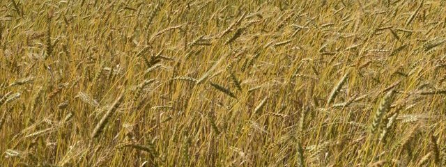 Blé de variétés anciennes au 16/06/2016