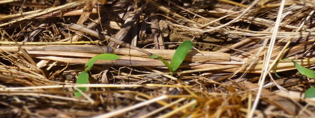 Levée de Sorgho dans un couvert de Féverole