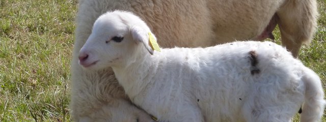 Agnelage d’automne en plein air 