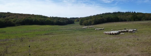 Techno-pâturage (18 cellules visibles sur la photo, 6 allées). Allotement selon le nombre d’agneaux attendus