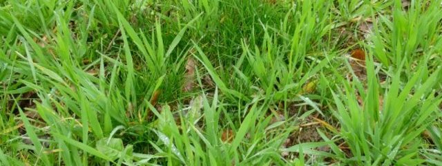 Mélange vesce – avoine (7/03/2016)