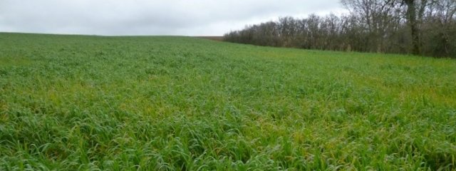 Blé – esparcette vigoureux (7/03/2016)