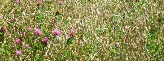 Orge – trèfle violet (25/07/2016)