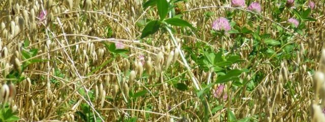 Orge – trèfle violet (25/07/2016)