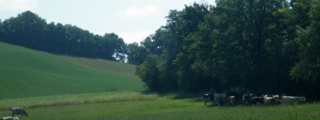 Vaches laitières à la pâture (25/07/2016)