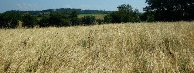 Petit épeautre (25/07/2016)